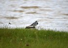 Witte kwikstaart (White wagtail) Motacilla alba - Kharkhorin 16-08-2016 (2)